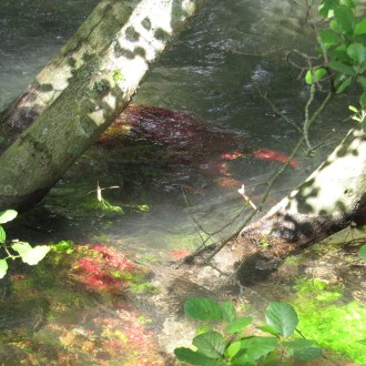 RéflexologieS & Shiatsu